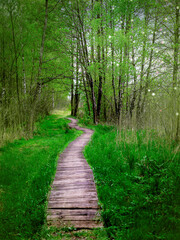 Obraz premium Boardwalk pathway green magic grassland and forest. Nobody on walking trail in spring.