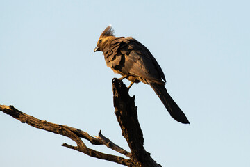 Touraco concolore,.Corythaixoides concolor, Grey Go-away bird