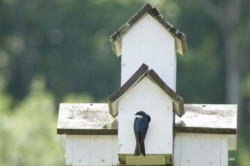 Pájaro parado sobre pajarera