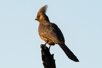 Touraco concolore,.Corythaixoides concolor, Grey Go-away bird