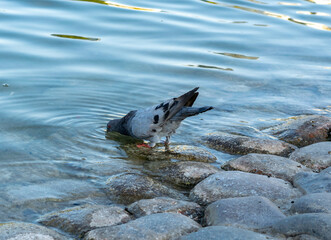The pigeon is drinking water. Columbidae is a bird family consisting of pigeons and doves.