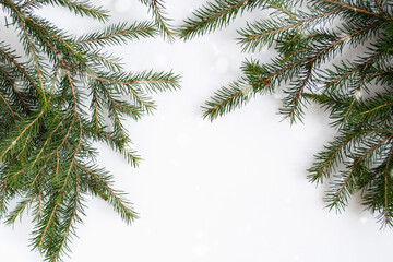 Spruce branches on a white background.