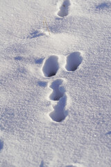 a rabbit tracks in snow on a sunny day