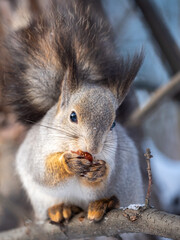 The squirrel with nut sits on tree in the winter or late autumn
