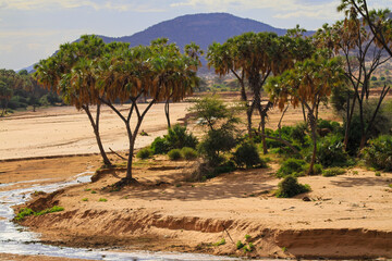 Fototapeta na wymiar Doum palm trees grow along banks of dried out 