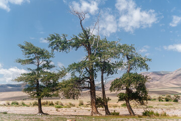 Photo of Summer Sandy Hills Landscape with Trees. Travel Mountain location of popular tourist attraction. View of beautiful nature Desert on Cloudy Sky Background