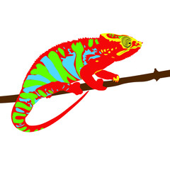 chameleon on a branch on white background