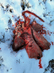 the heart and the lung from a red deer after the shooting down in the hunting season