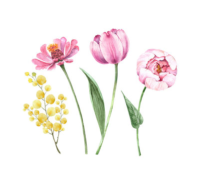 set of botanical illustrations watercolor pink spring flowers, hand painted
