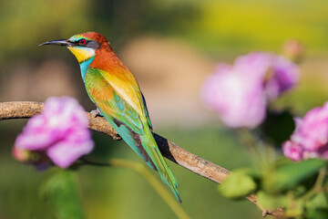 bird of paradise bee-eater sits among beautiful flowers