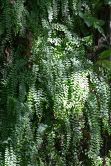 background picture of spleenwort plant