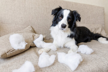 Naughty playful puppy dog border collie after mischief biting pillow lying on couch at home. Guilty dog and destroyed living room. Damage messy home and puppy with funny guilty look. © Юлия Завалишина