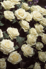 Rosengesteck