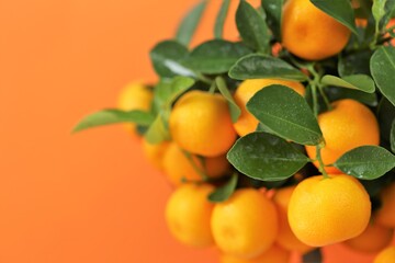 Tangerines bush. Fresh  tangerines branch on bright orange background. Tangerines on a citrus tree close up.Winter fruits. Vitamin C.Traditional Fruit for Christmas and New Year