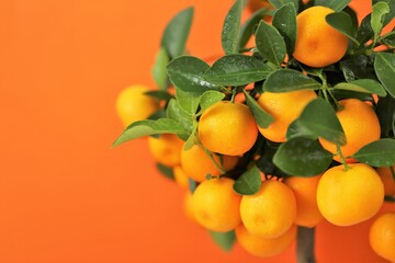Tangerines bush. Fresh ripe tangerines branch on 
 orange background. Tangerines on a citrus tree...