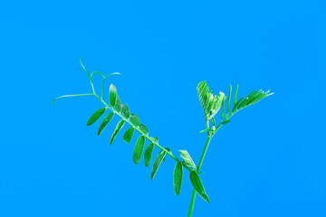 Tufted vetch or boreal vetch (Vicia cracca) plant on a blue background.