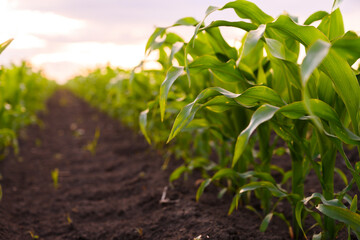 Open corn field at sunset.