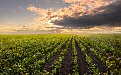 Open corn field at sunset.