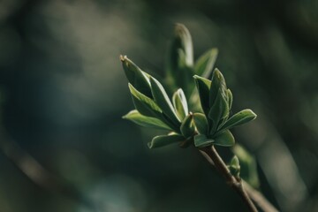 Obraz na płótnie Canvas Branch growing. Spring bokeh background .