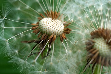 Close up of mature seeds on a Dandelion. Macro. Micro. Taraxacum