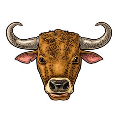 Bull head. Hand drawn in a graphic style. Vintage vector engraving illustration for info graphic, poster, web. Isolated on white background.