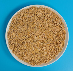 dry oat plant