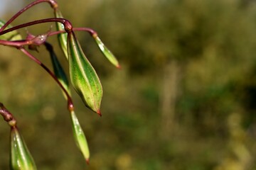 Close up of Himalayan Balsam seed pods. impatiens glandulifera