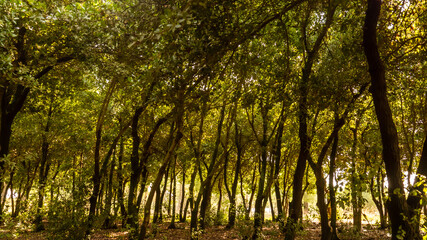 lost in the beautiful forest