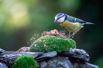 Mésange bleue sur un coussin de mousse.