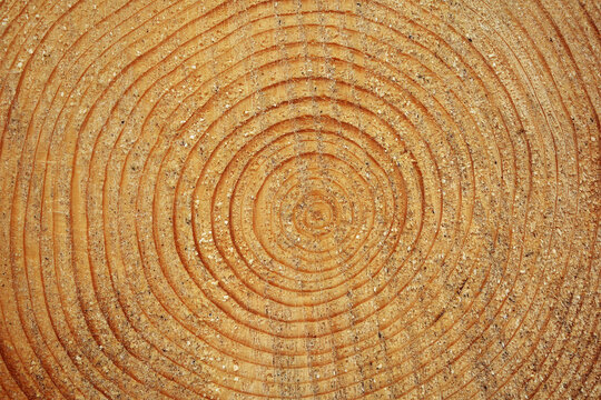 Jahresringe an Föhre frisch geschnitten im Winter, Holz mit Maserung des Baums