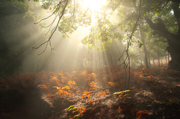 Sun rays in the forest.
