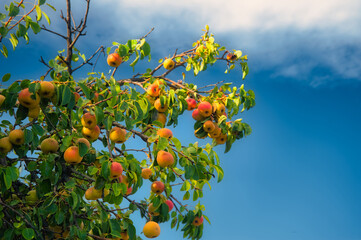 Apple tree with blue sky and clouds.