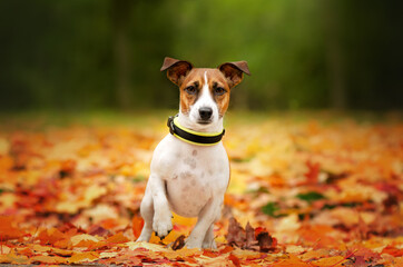 jack russell terrier little funny dog ​​on an autumn walk in the park

