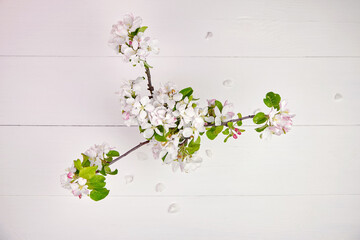 Apple flowers on white wooden background