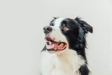 Fototapeta na wymiar Funny studio portrait of cute smiling puppy dog border collie isolated on white background. New lovely member of family little dog gazing and waiting for reward. Pet care and animals concept.