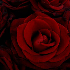 red rose close up