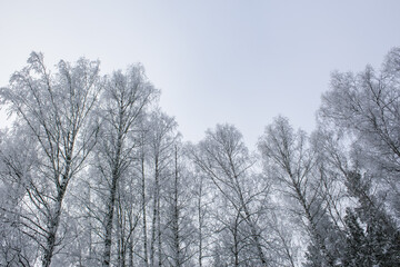 Obraz na płótnie Canvas snow covered trees in winter, frost