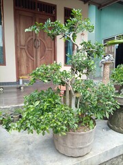 Fototapeta na wymiar bonsai, a tree that is dwarfed by planting in a pot