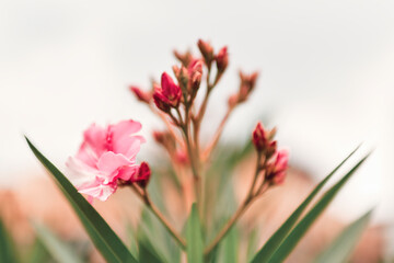 Beautiful Pink oleander / Nerium oleander flower with buds, close up of plant stem