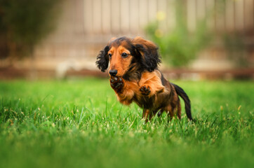 funny dachshunds frolic on the lawn cute puppies pet photos
