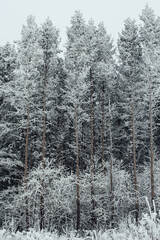 snow covered trees in winter, frost