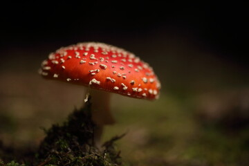 Close-up picture of a Amanita poisonous mushroom in nature