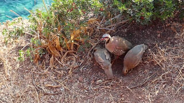 Chukar partridge birds feeding on cliff in Greece