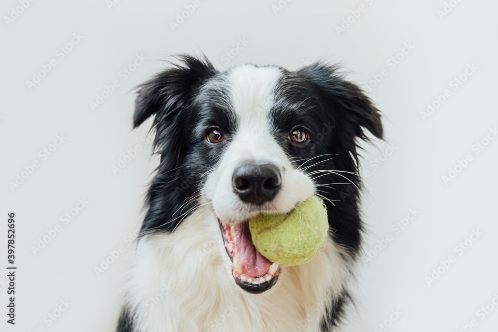 Wall mural funny portrait of cute puppy dog border collie holding toy ball in mouth isolated on white backgroun