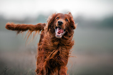 autumn walk with the dog portrait of irish setter in gentle colors
