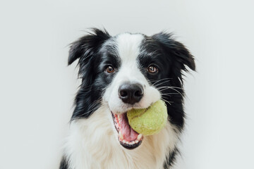 Funny portrait of cute puppy dog border collie holding toy ball in mouth isolated on white...