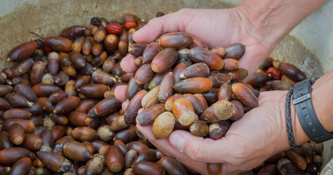 manos con un pu&ntilde;ado de bellotas de encina