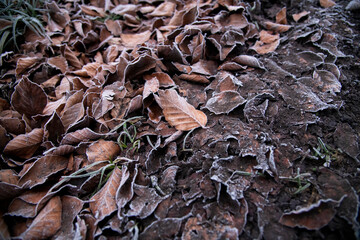 Laub - Blätter im Winter