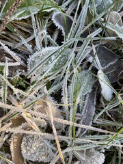 Closeup natural background from grass and leaves covered with hoarfrost.