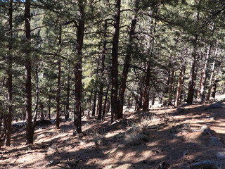 Mountain Hike In Evergreens Flatirons 